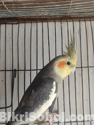 Cockatiel Male